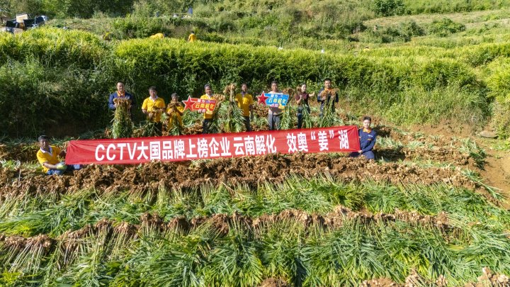 墨江象鼻村生姜大丰登！从种植、施肥到采摘，云南解化全程“呵护”